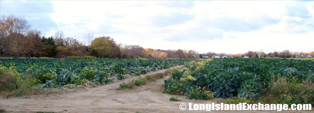 Jamesport Farmland