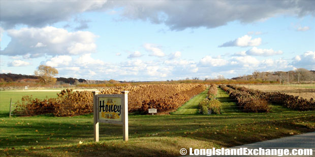 New Suffolk Honey Farm