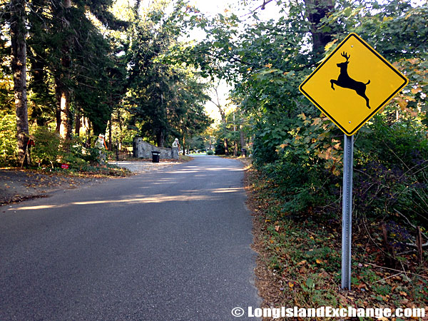 Crossing Deer