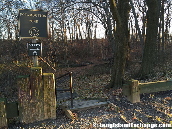 Potamogeton Pond Staircase