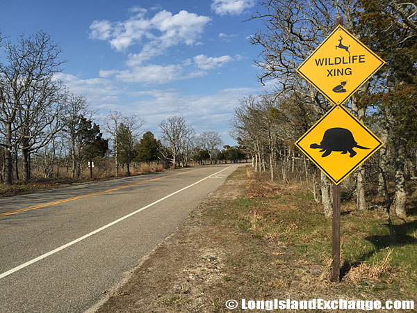 Wildlife at Orient Beach State Park