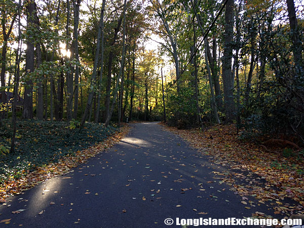 Tree lined Streets