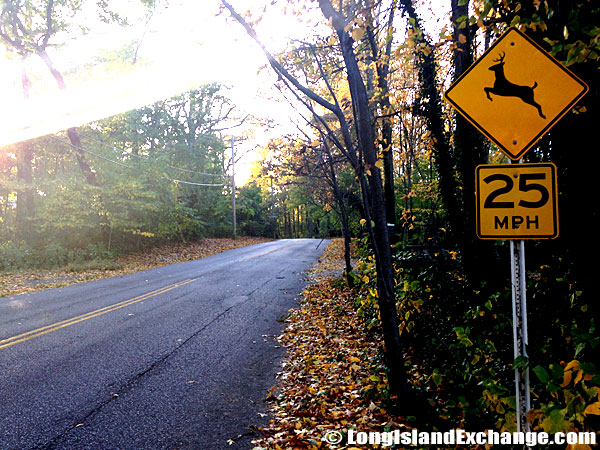 Crossing Deer