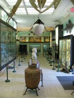 Vanderbilt Marine Museum, first floor. Photo Credit: Vanderbilt Museum.